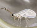 Conwentzia psociformis